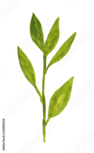 Branch of herb, laurel, hand drawn watercolor illustration isolated on white