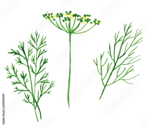 Branch and flowers of herbs, fennel and dill, hand drawn watercolor illustration isolated on white