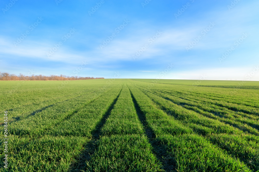 green young wheat field / bright Sunny day agriculture green young wheat field / bright Sunny day agriculture