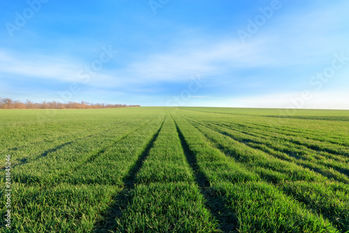 green young wheat field   bright Sunny day agriculture