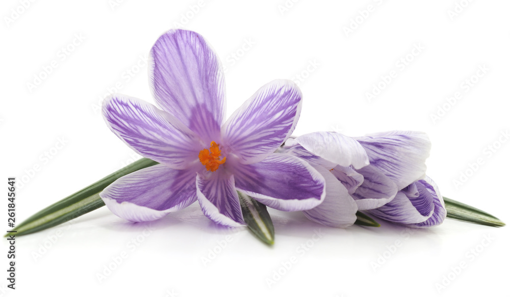 Violet crocus and leaves.