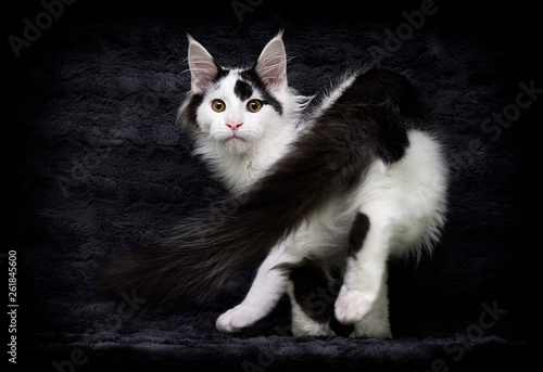 maine coon cat on gray background