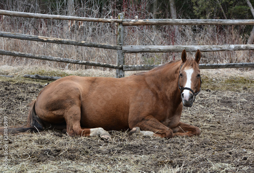 Horse laying in pasture