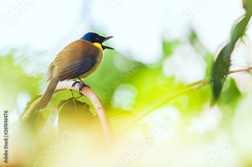 The blue-crowned laughingthrush