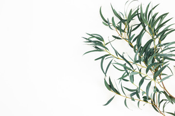Eucalyptus leaves on white background. Frame made of eucalyptus branches. Flat lay, top view
