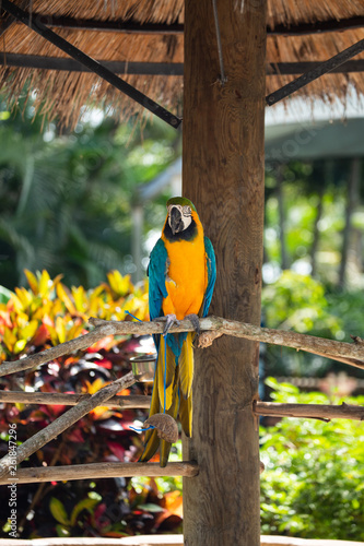 Blue and Gold Macaw against jungle background. Beautiful Bird in the Safari Park. Florida, USA.