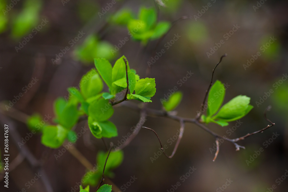 Blooming leaves on a branch