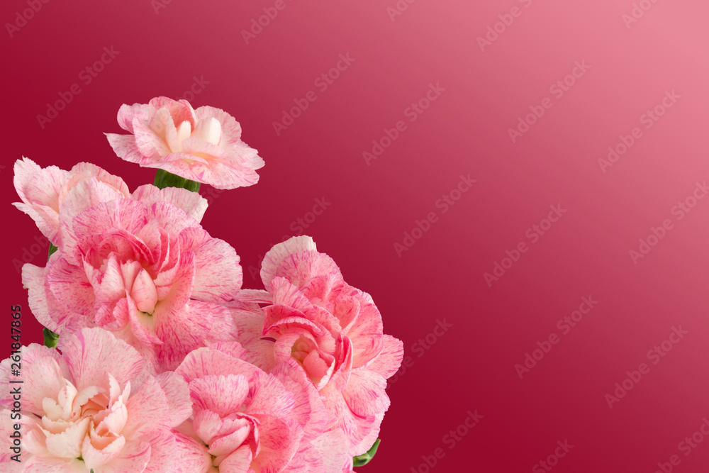 Pink Carnation on a burgundy gradient background.  Mother’s Day. Greeting Card with Flowers. Woman Gift. Present. Concept for Invitation Poster.