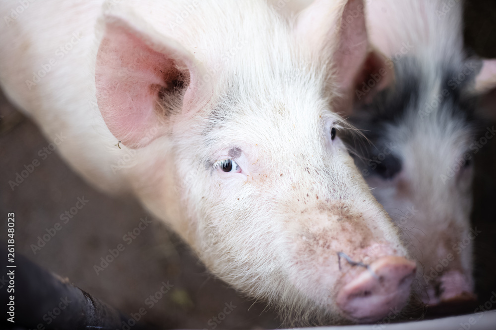 Portrait of pig Portrait of pig