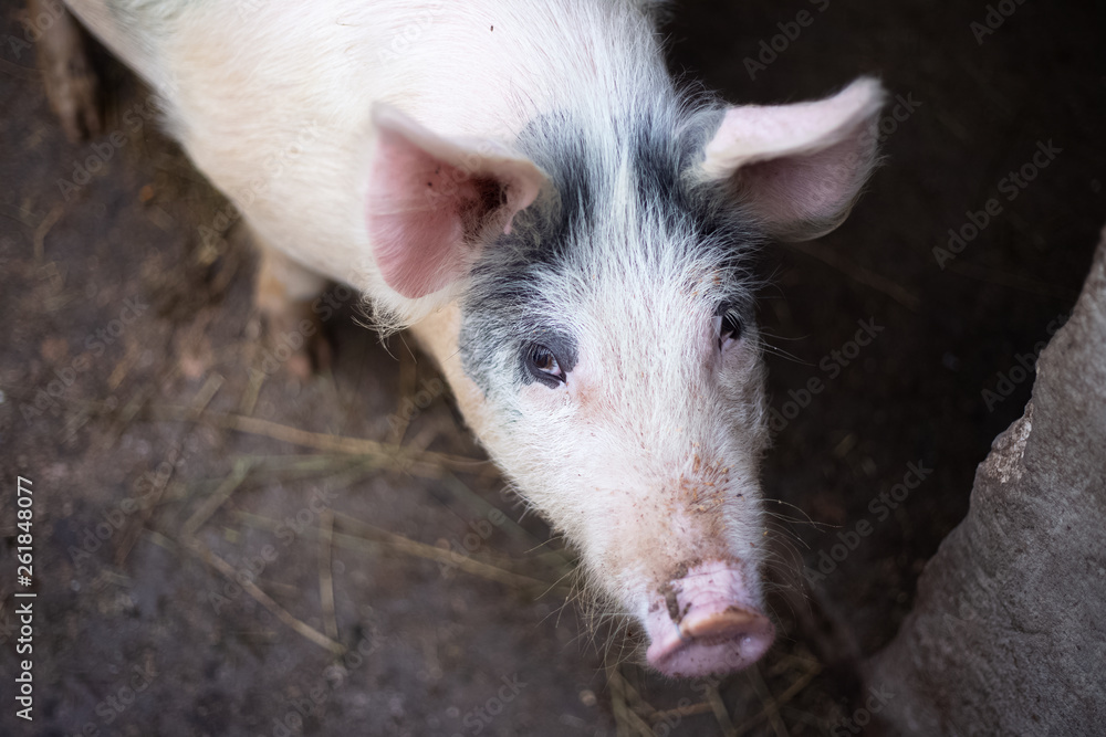 Portrait of pig Portrait of pig