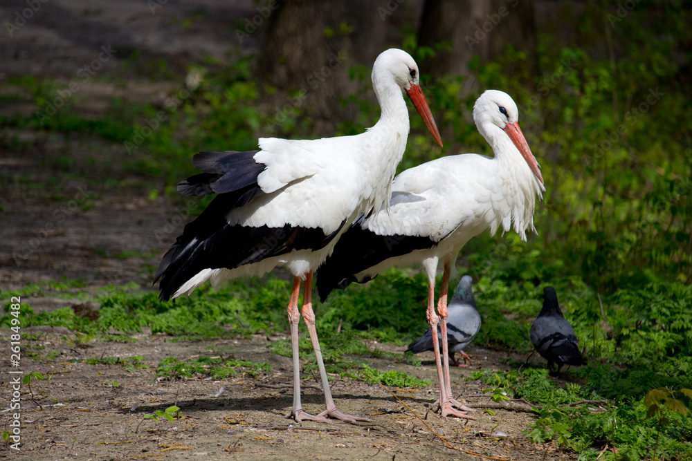 Fototapeta premium White Stork