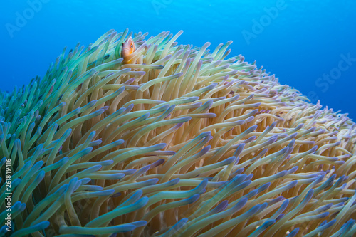 A Pink anemonefish, Amphiprion perideraion, swims among the tentacles of its host anemone in Palau.