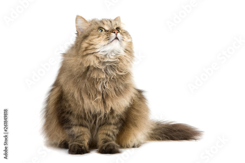 Cat looking up