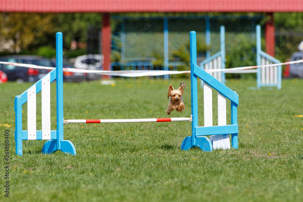 Small cute dog jumping over the obstacle on dog agility sport competition Small cute dog jumping over the obstacle on dog agility sport competition