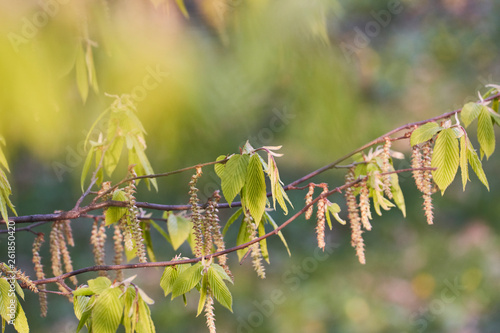 Fototapeta Naklejka Na Ścianę i Meble -  Kolorowa wiosna
