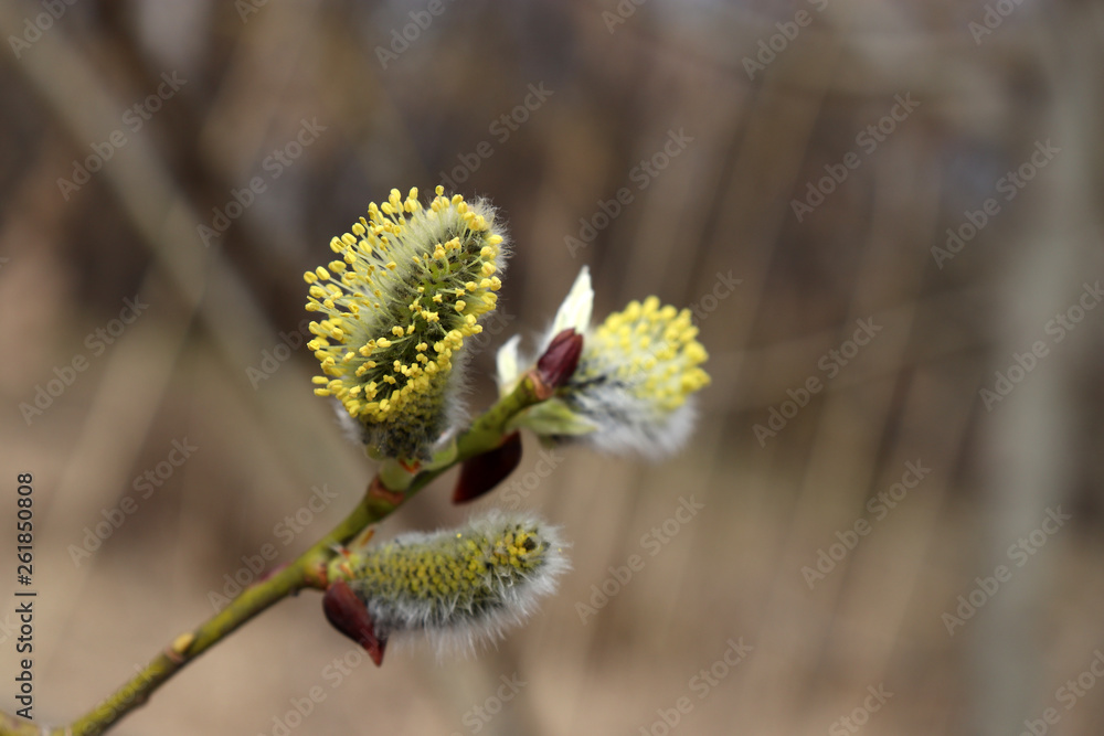 Pussy willow branch, verba flowers in spring forest. Palm Sunday symbol, Easter background