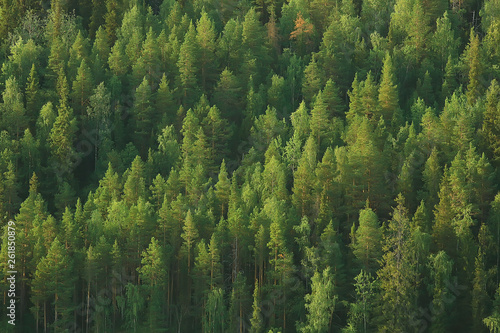 texture coniferous forest top view / landscape green forest, taiga peaks of fir trees