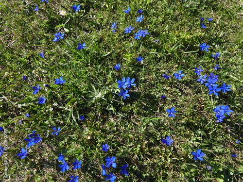Blaue Blumenwiese im Sommer