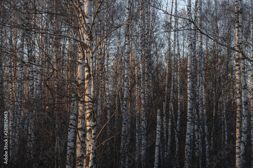 Silver birch trees in the forest in a beautiful warm sunset light. Russia.