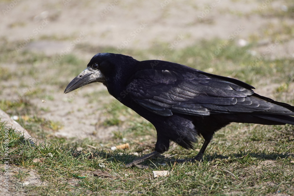 Naklejka premium Kruk,ptak,czarny ptak
