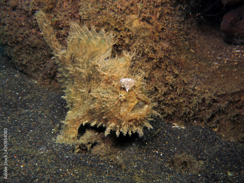 Underwater world - Antennarius hispidus - Shaggy angler (frogfish). Lembeh srait, Indonesia.  photo