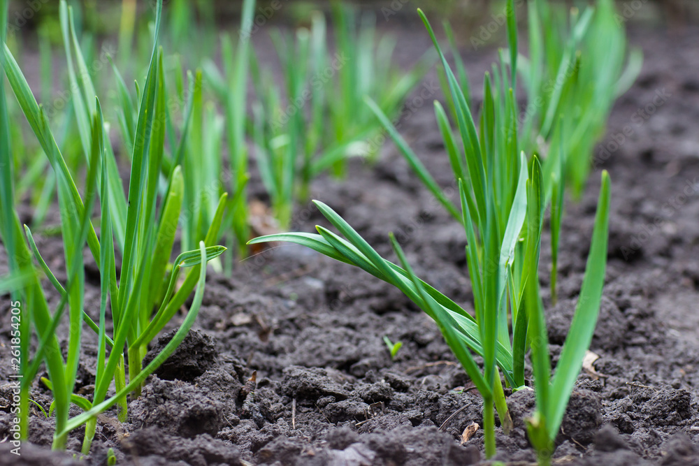 Growing garlic in the garden Growing garlic in the garden