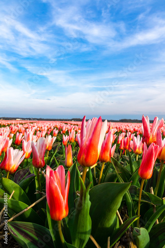 Tulip flowers field of The Netherlands. A wid close up shot