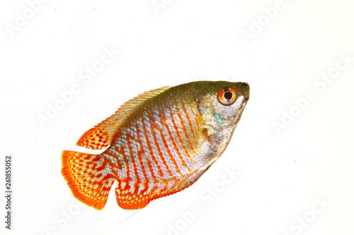 Trichogaster lalius, popular aquarium freshwater gourami fish male from South Asia, isolated on white background, side view nature photo