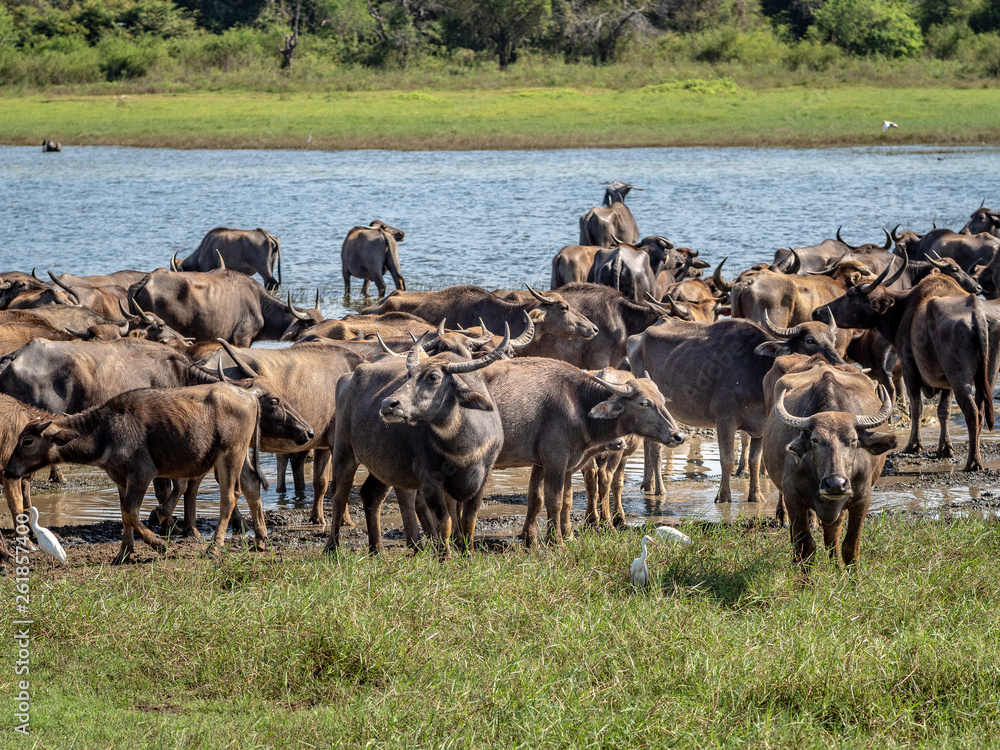 Water buffaloes near the lake in Minneriya National Park in Sri Lanka, March 11, 2019. Water buffaloes near the lake in Minneriya National Park in Sri Lanka, March 11, 2019.