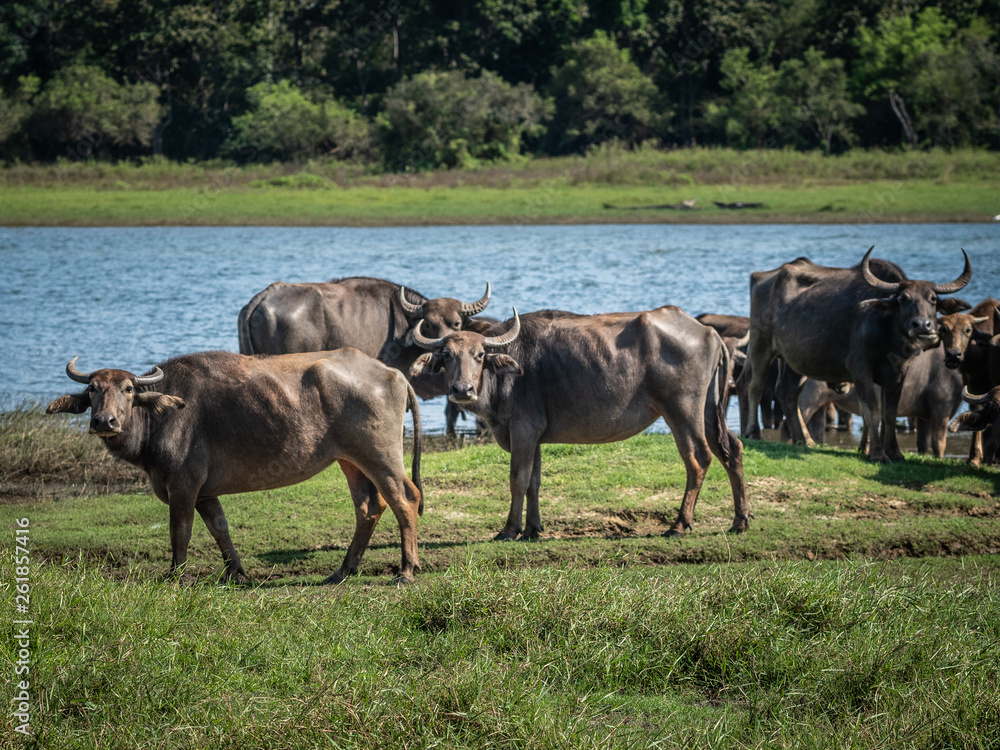 Water buffaloes in Minneriya National Park in Sri Lanka, March 11, 2019.