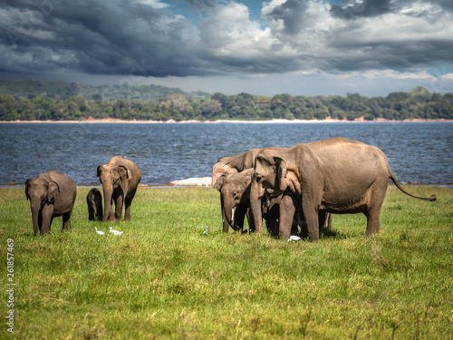 Elephants in Minneriya National Park in Sri Lanka, March 11, 2019. photo
