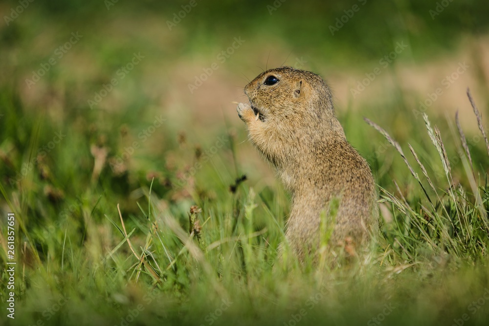 Fototapeta premium Small european brown ground squirrel standing in green grass and holding and consuming a piece of dry grass, sunny spring day at a prairie, copy space, blurry background