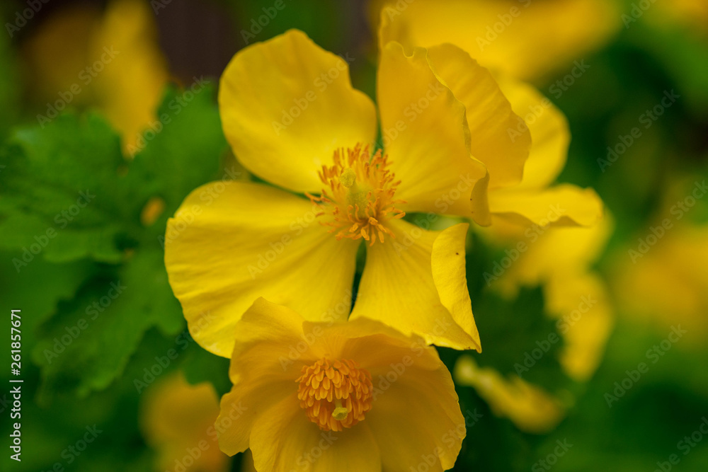 Yellow Celandine Poppies in the spring Yellow Celandine Poppies in the spring