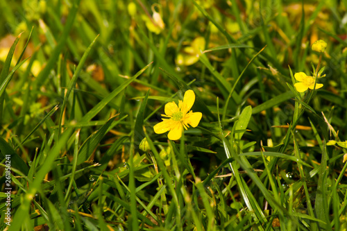 Yellow-leaved flowers among greenery