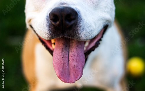 Dog having a big smile