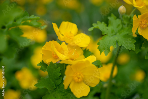 Yellow Celandine Poppies in the spring