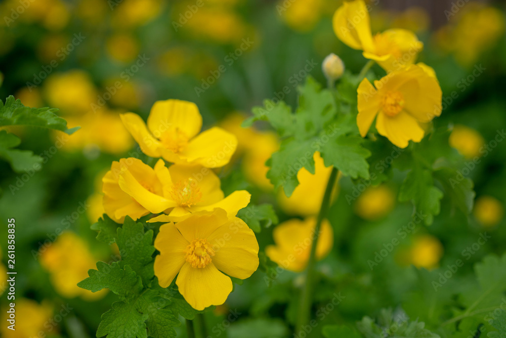 Yellow Celandine Poppies in the spring Yellow Celandine Poppies in the spring