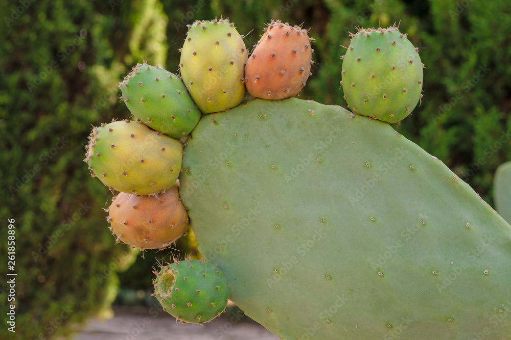 Fresh succulent cactus Opuntia close-up on green landscape. Plant cactus with spines. Cactaceae authentic concept Fresh succulent cactus Opuntia close-up on green landscape. Plant cactus with spines. Cactaceae authentic concept