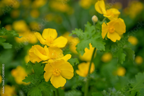 Yellow Celandine Poppies in the spring