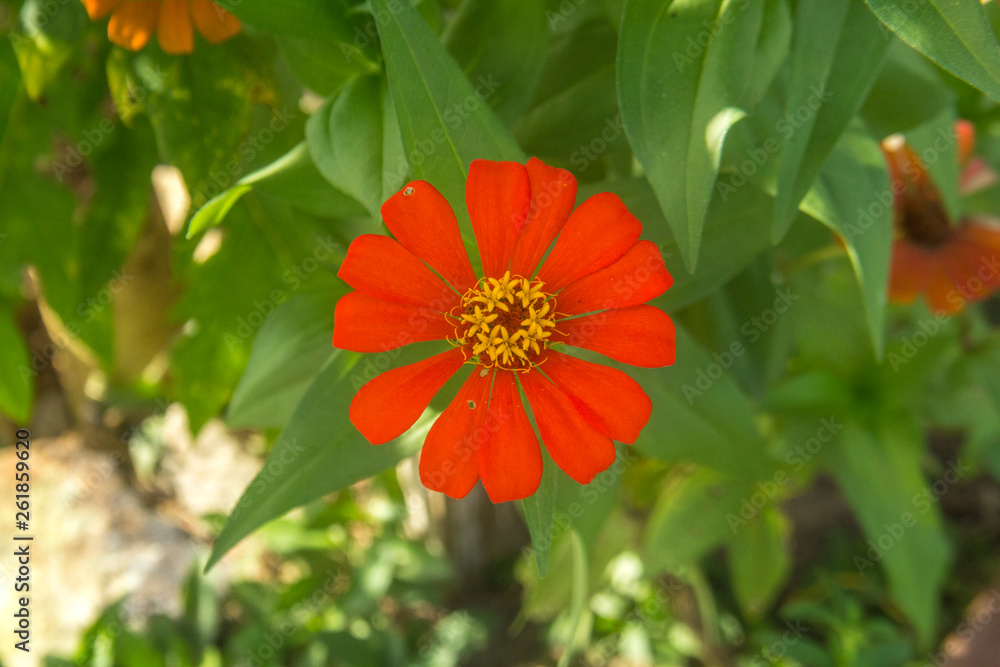amazonian flower amazonian flower