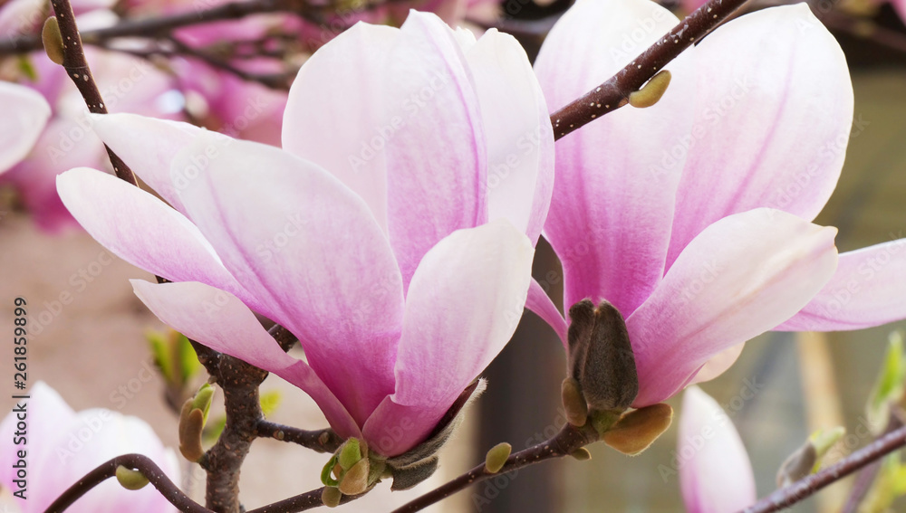 Pink magnolia flowers blooming on magnolia tree branches.(Magnolia soulangeana) Pink magnolia flowers blooming on magnolia tree branches.(Magnolia soulangeana)