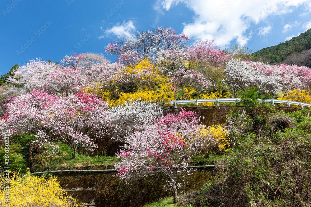 Fototapeta premium 上久喜の花桃