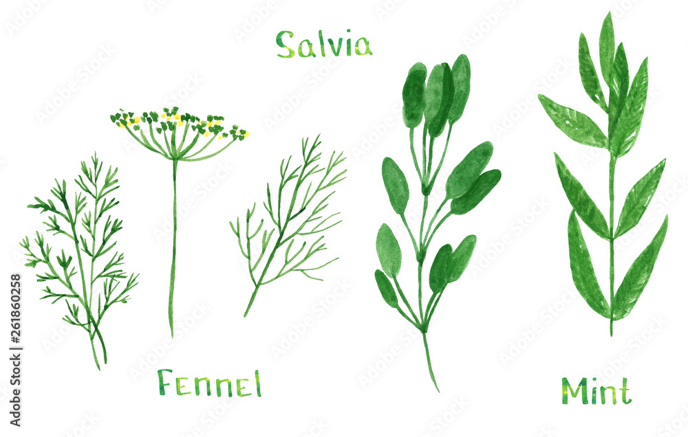 Set of green herbs, dill, fennel, sage, salvia, mint, hand drawn watercolor illustration isolated on white
