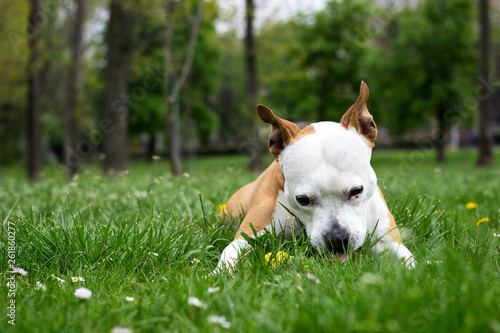 Dog eats grass