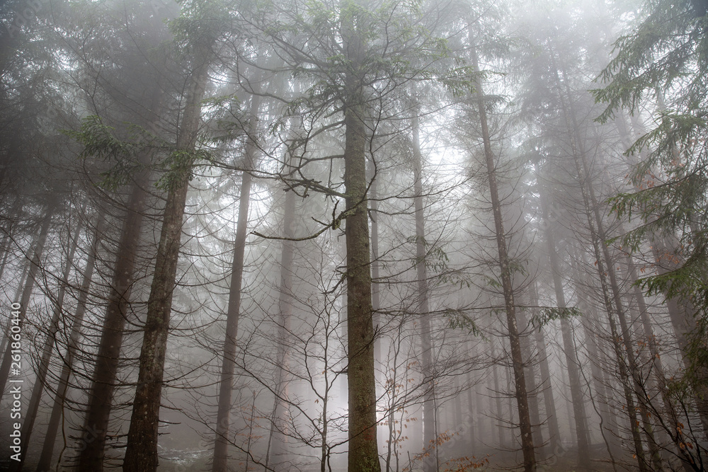 Fototapeta premium Forrest bathing