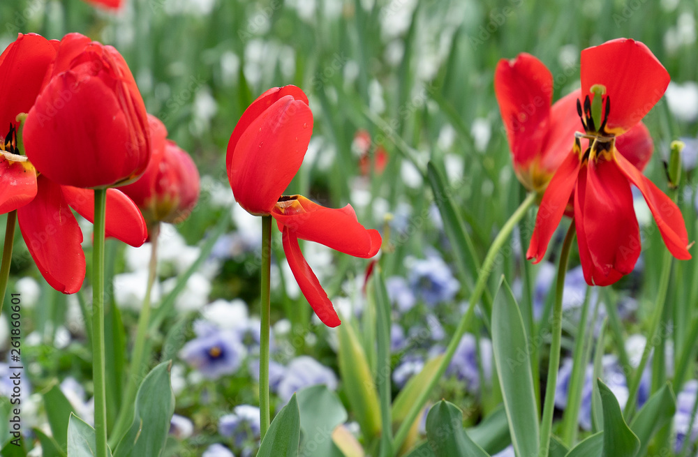 Obraz premium dei bellissimi fiori rossi in un prato verde con altri fiori colorati