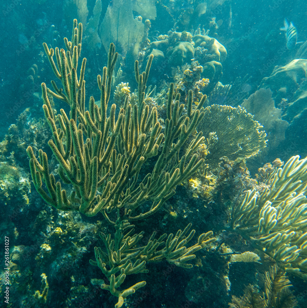 Obraz premium Sea Rod