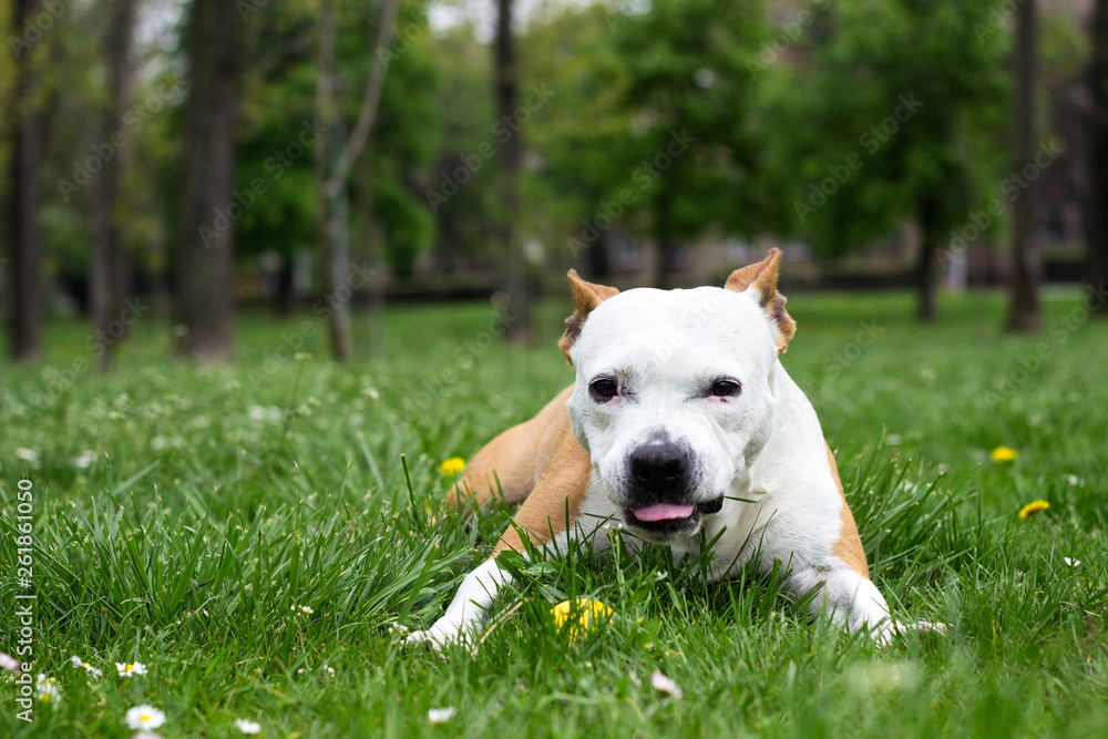 Dog eats grass Dog eats grass