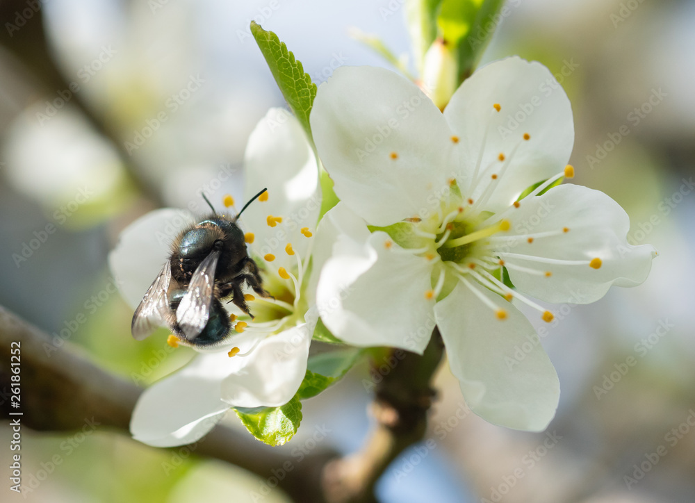 Mason Bee (Osmia lignaria) pollinating a flower in a plum orchard Mason Bee (Osmia lignaria) pollinating a flower in a plum orchard
