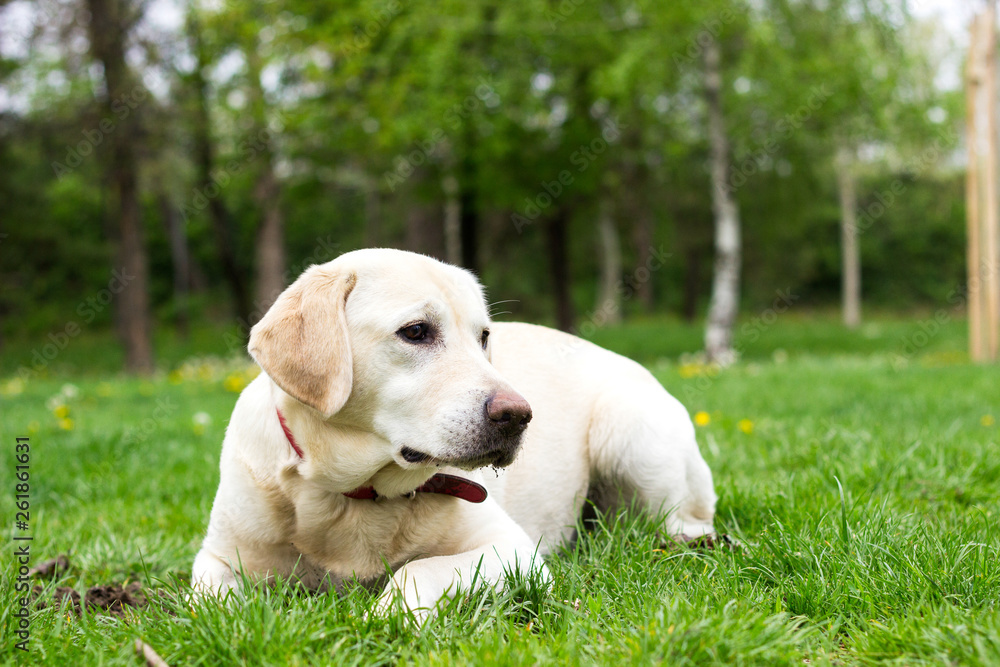 Labrador dog resting Labrador dog resting